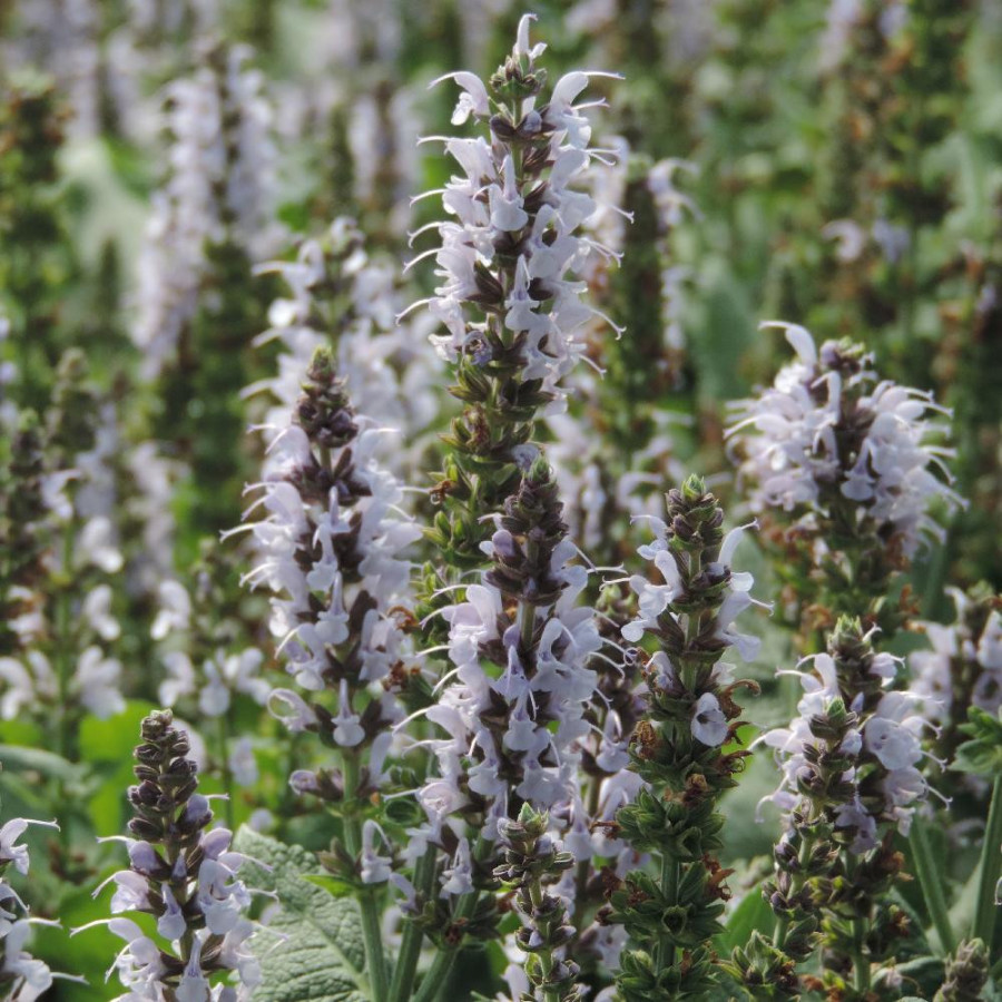 SALVIA nemorosa 'Bumblesky'