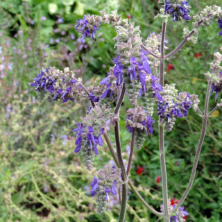 SALVIA nutans
