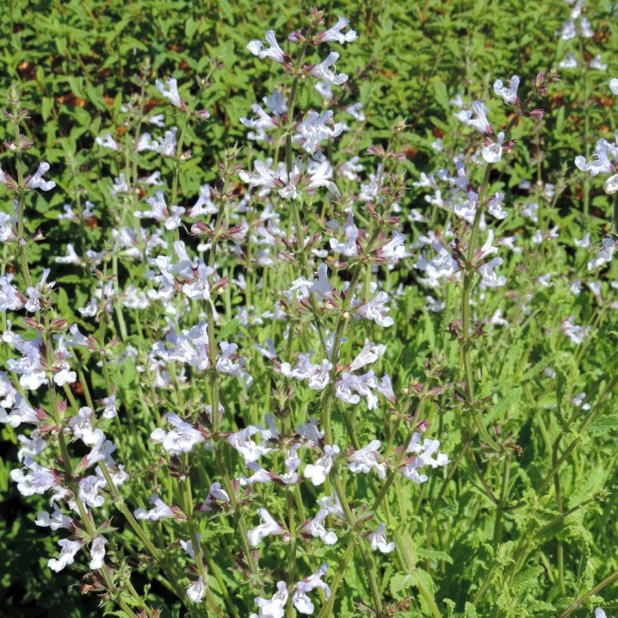 SALVIA repens