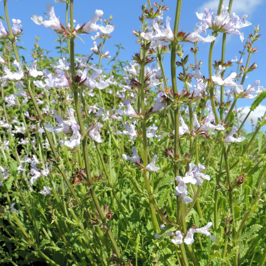 SALVIA repens