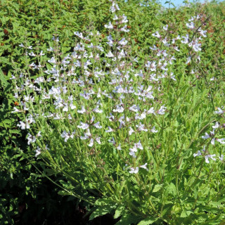 SALVIA repens