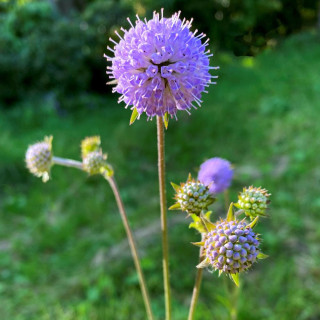 SUCCISA pratensis