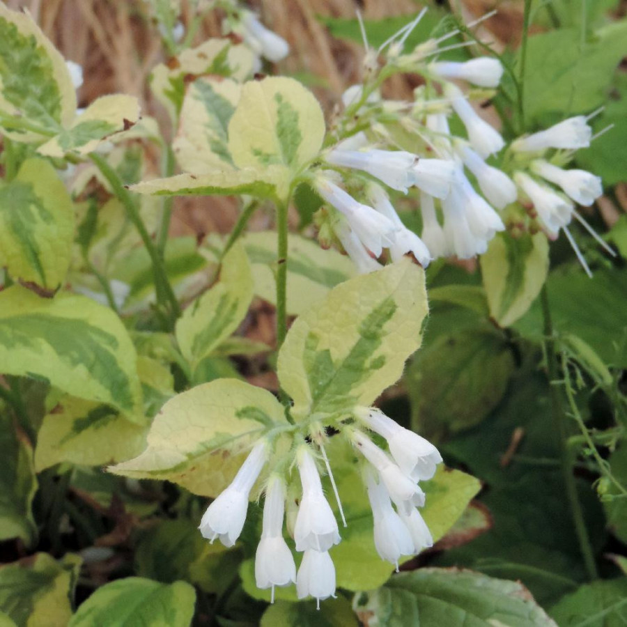 SYMPHYTUM grandiflorum 'Goldsmith'