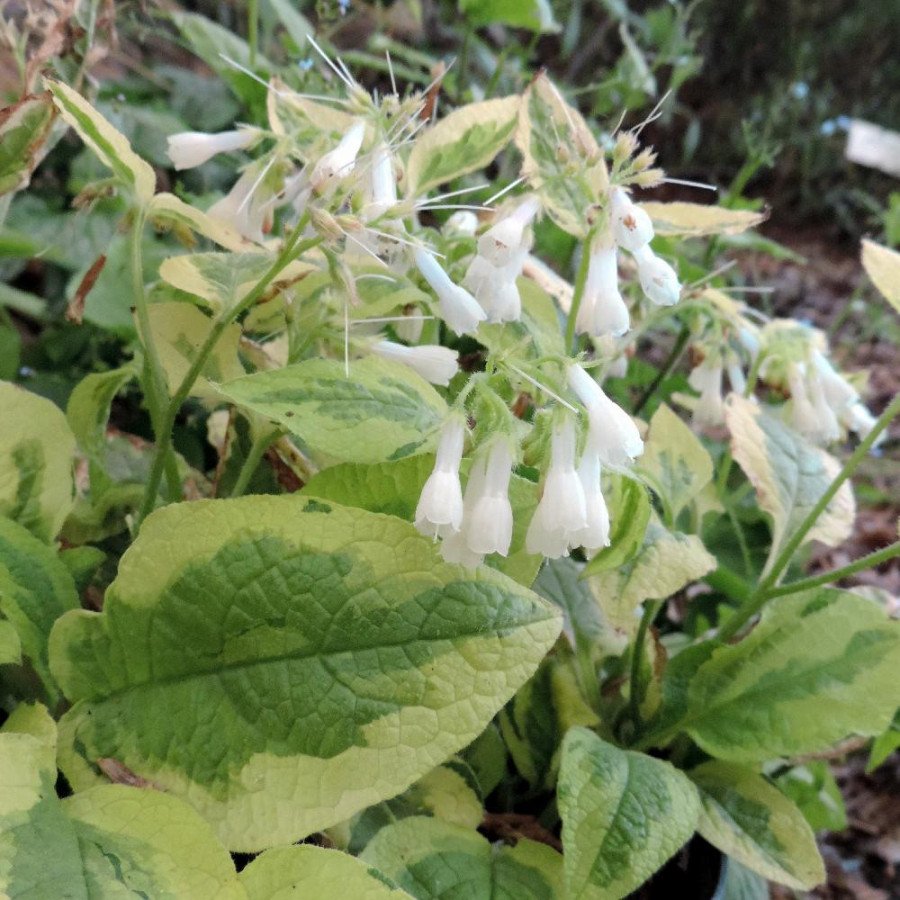 SYMPHYTUM grandiflorum 'Goldsmith'