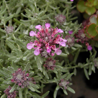 Plantes Vivaces TEUCRIUM ackermerum - Germandrée en vente - Pépinière Lepage .