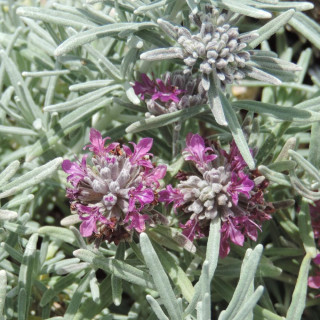 TEUCRIUM cossonii