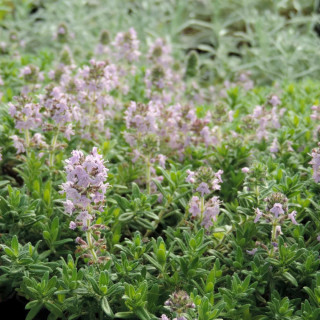 THYMUS kosteleckyanus