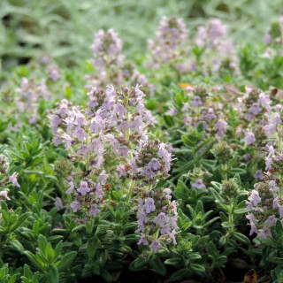 THYMUS kosteleckyanus