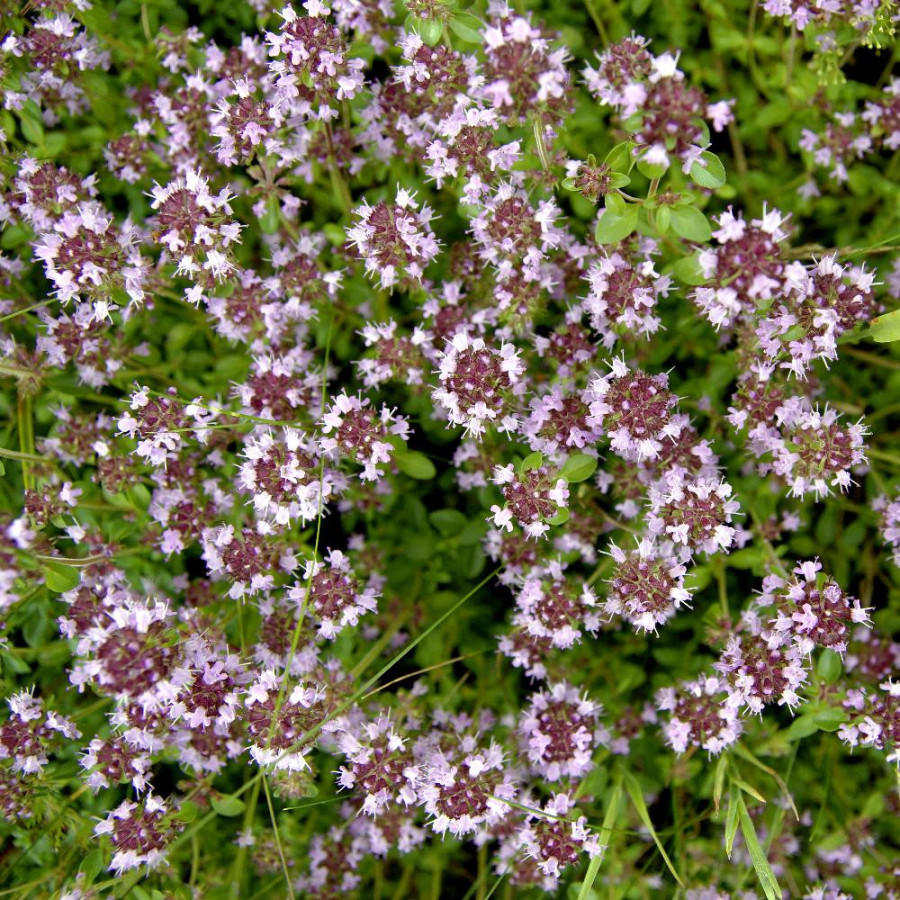 THYMUS pulegioides