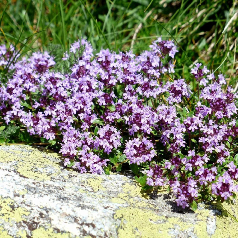 THYMUS pulegioides