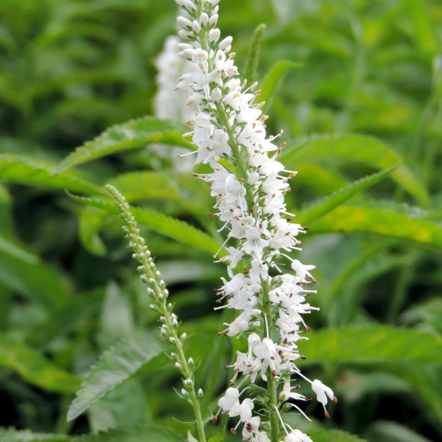VERONICA longifolia 'Schneeriesin'