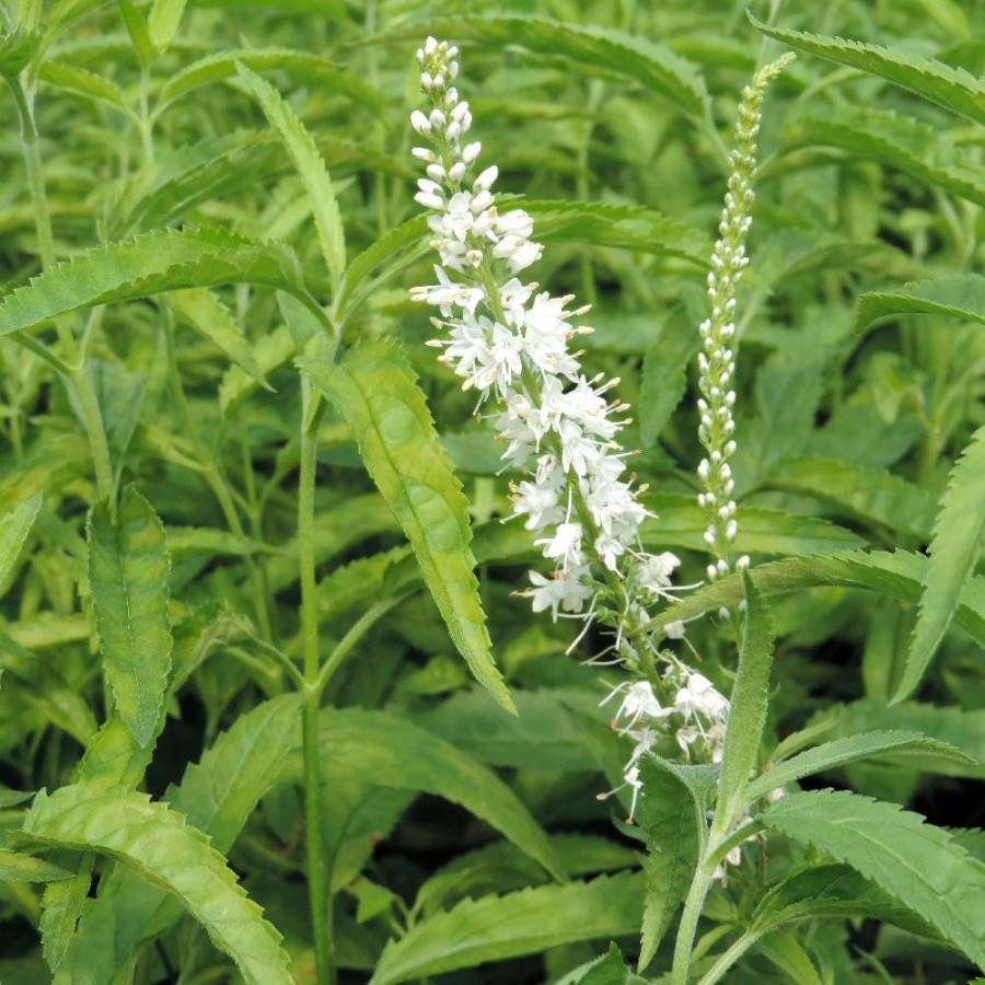 VERONICA longifolia 'Schneeriesin'
