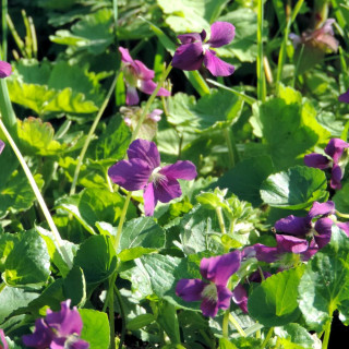 VIOLA sororia 'Red Cloud'