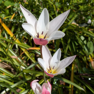 Plantes Vivaces TULIPA clusiana 'Lady Jane' - Tulipe en vente - Tulipe cocotte en vente - Pépinière Lepage .