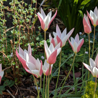Plantes Vivaces TULIPA clusiana 'Lady Jane' - Tulipe en vente - Tulipe cocotte en vente - Pépinière Lepage .
