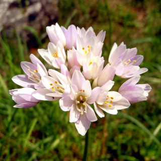 ALLIUM roseum