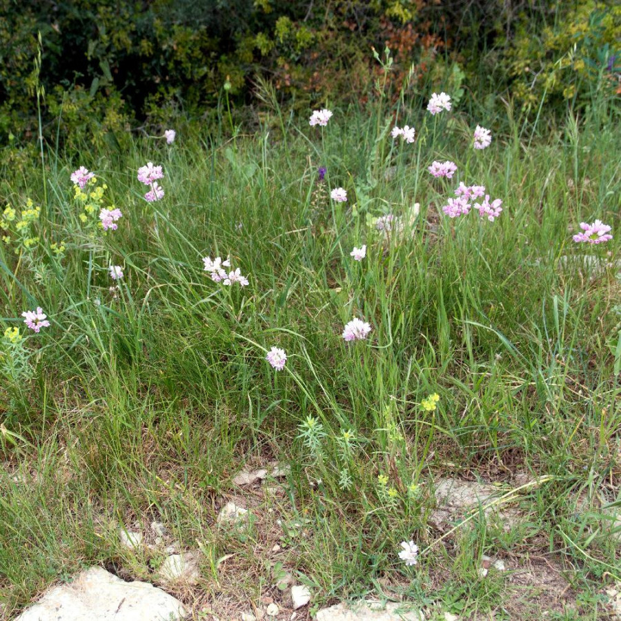 ALLIUM roseum