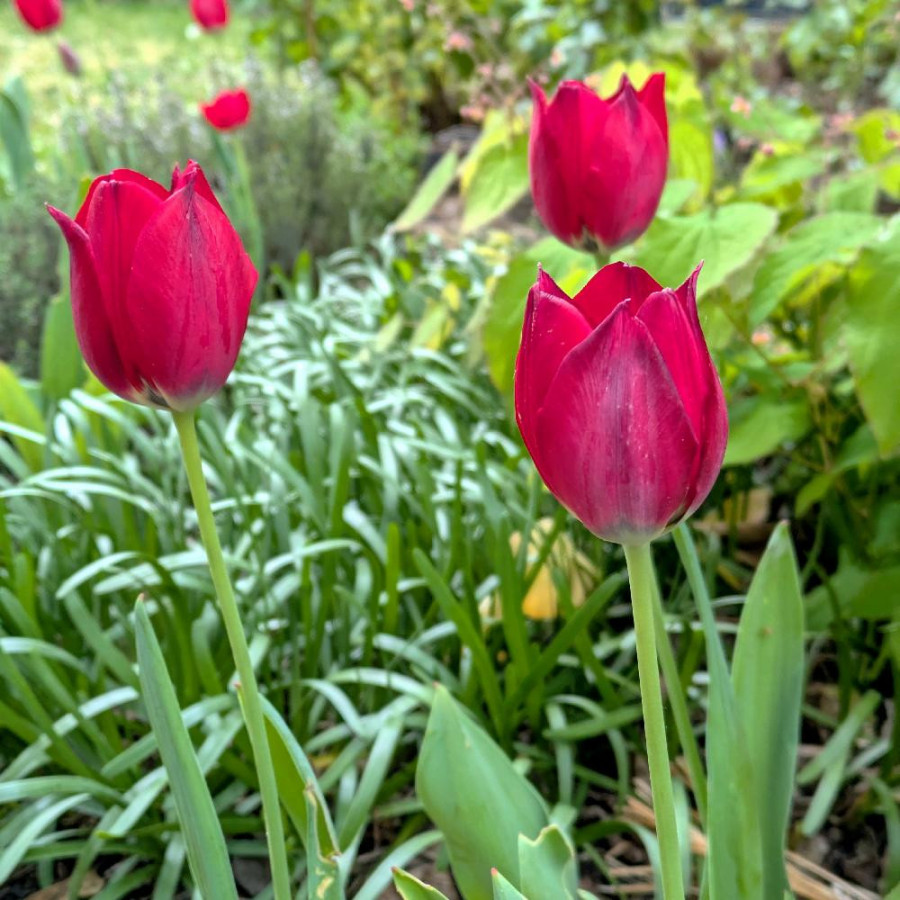TULIPA aximensis