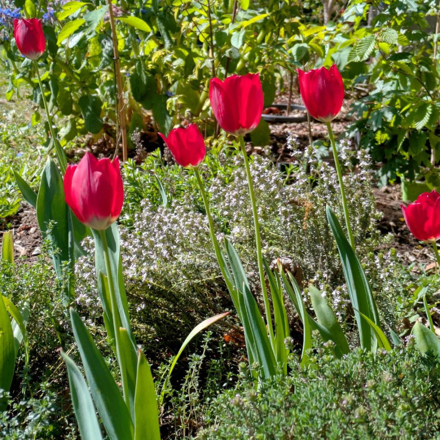TULIPA aximensis