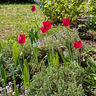 TULIPA aximensis