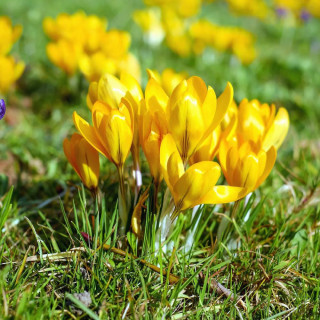 CROCUS chrysanthus 'Dorothy'