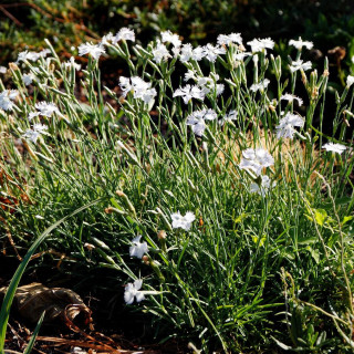 Plantes Vivaces DIANTHUS arenarius - Oeillet des sables en vente - Pépinière Lepage .
