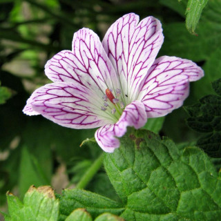 GERANIUM versicolor