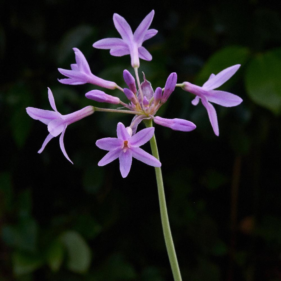 TULBAGHIA violacea 'Variegata'