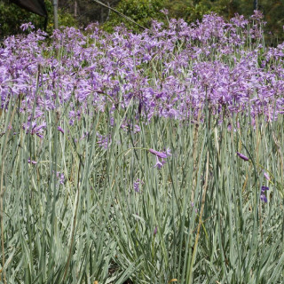 TULBAGHIA violacea 'Variegata'