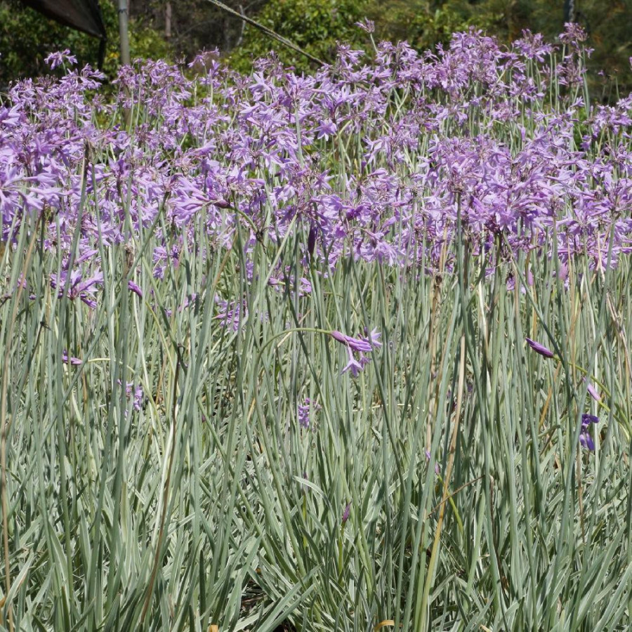 TULBAGHIA violacea 'Variegata'