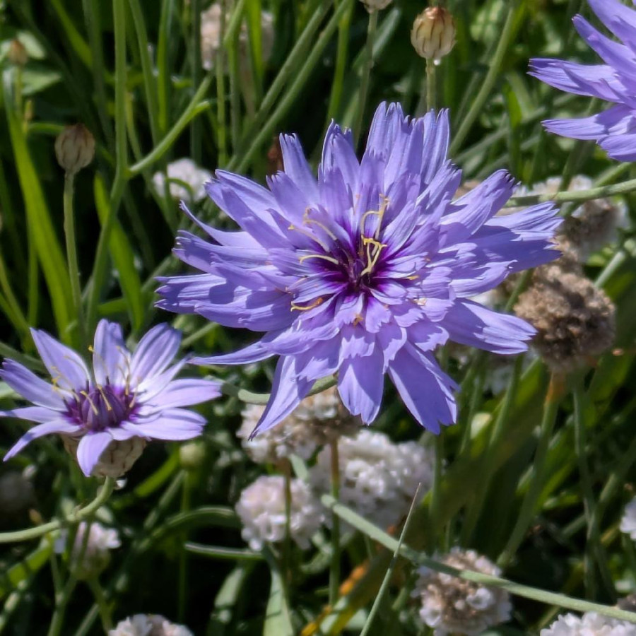 Plantes Vivaces CATANANCHE caerulea - Cupidone bleue en vente - Pépinière Lepage .