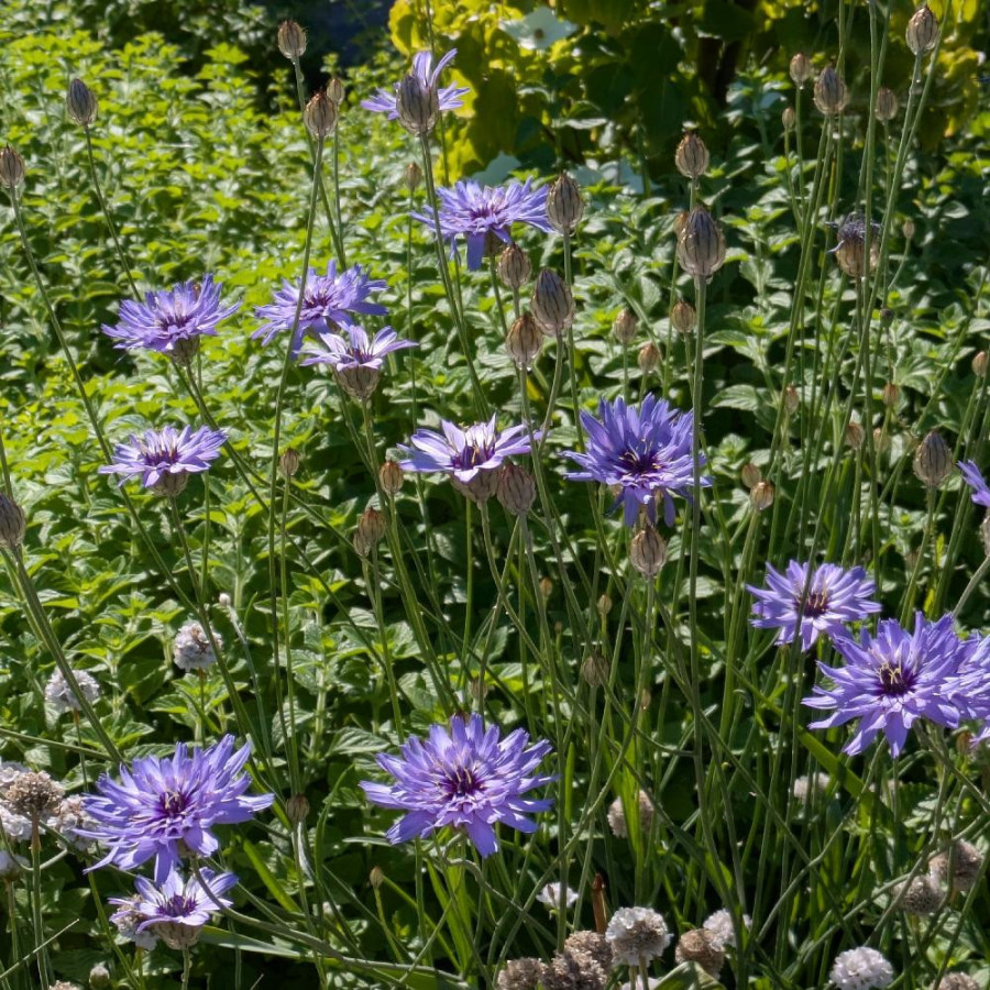 Plantes Vivaces CATANANCHE caerulea - Cupidone bleue en vente - Pépinière Lepage .