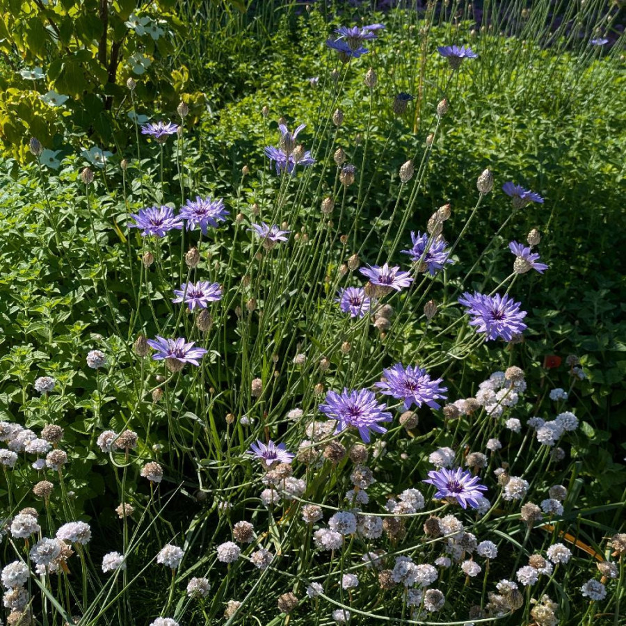Plantes Vivaces CATANANCHE caerulea - Cupidone bleue en vente - Pépinière Lepage .