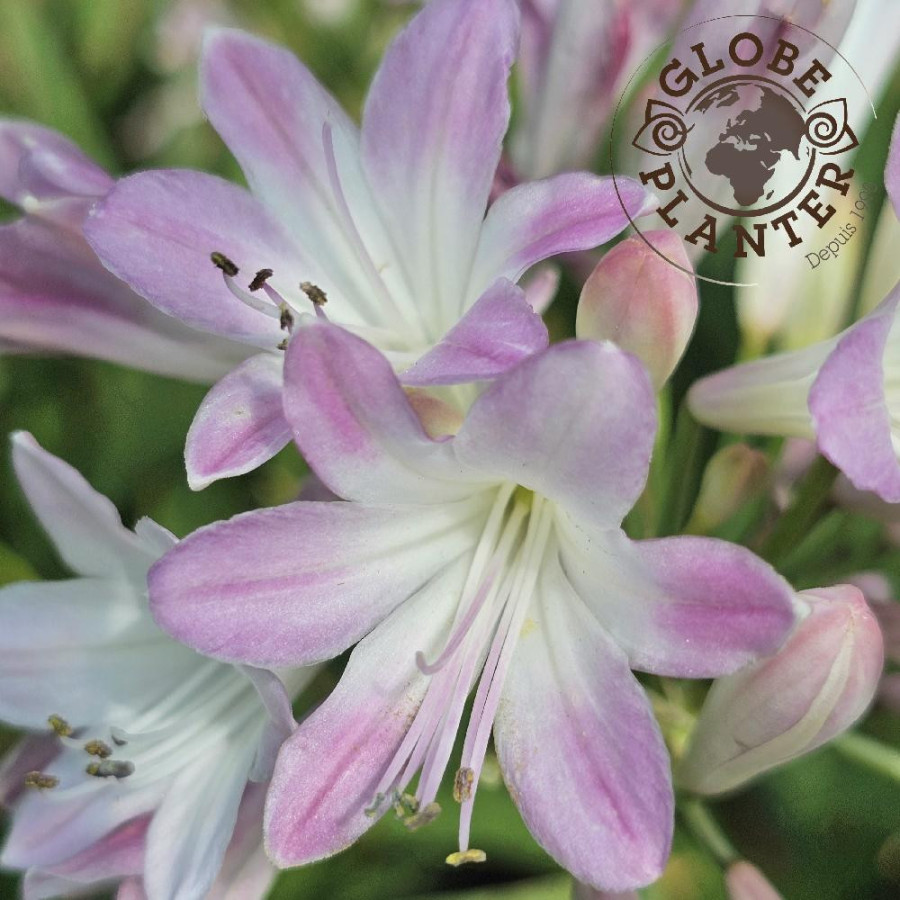 AGAPANTHUS 'Blush Pink' ®