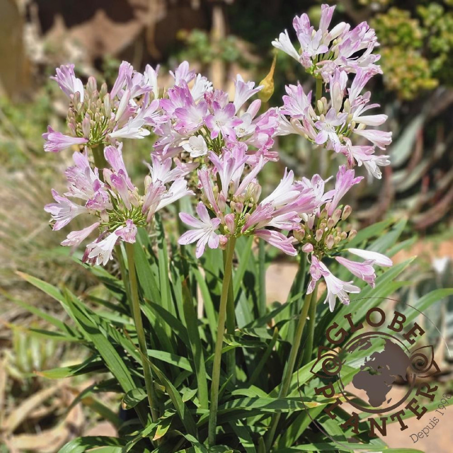 AGAPANTHUS 'Blush Pink' ®