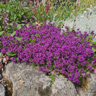 THYMUS praecox 'Red Carpet'