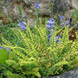 Plantes Vivaces ASPLENIUM trichomanes - Capillaire des murailles en vente - Fausse capillaire en vente - Pépinière Lepage .