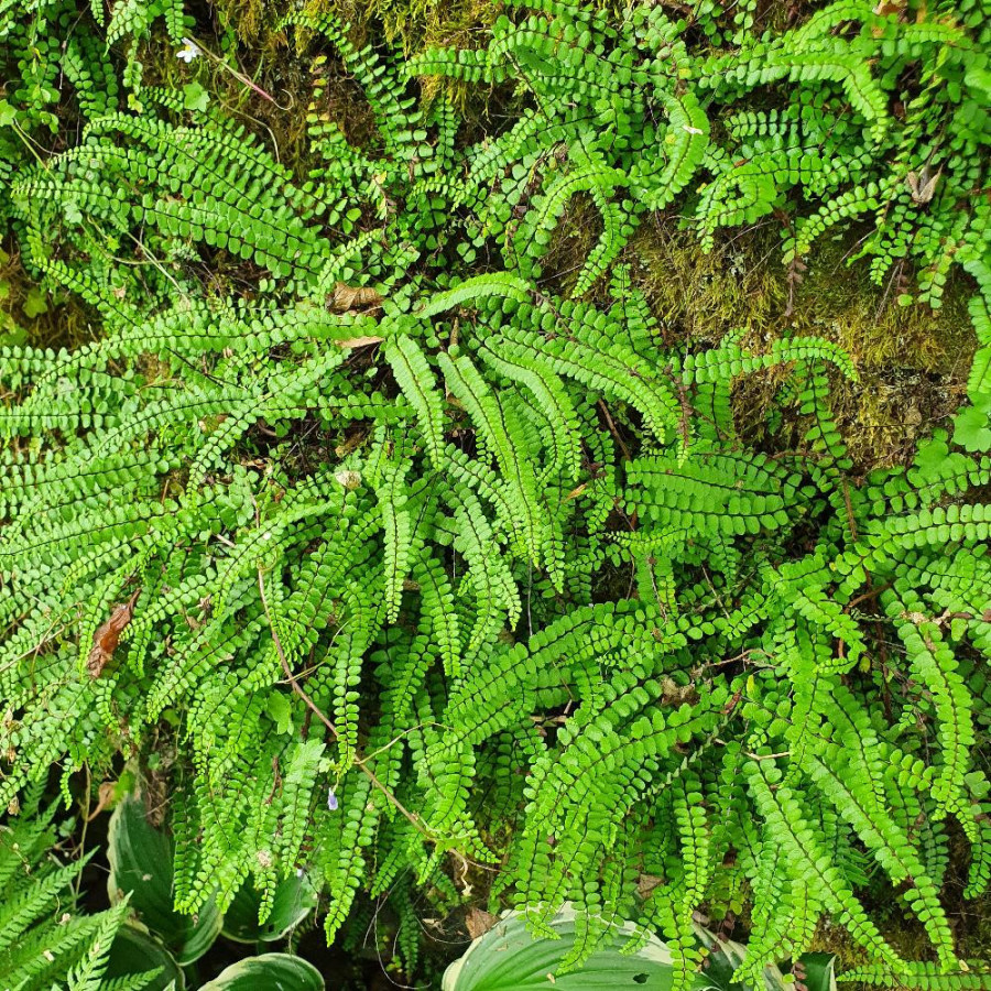 Plantes Vivaces ASPLENIUM trichomanes - Capillaire des murailles en vente - Fausse capillaire en vente - Pépinière Lepage .