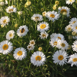 Plantes Vivaces ASTER alpinus 'Albus' - Aster de printemps en vente - Aster des Alpes en vente - Pépinière Lepage .