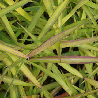 Plantes Vivaces SPODIOPOGON sibiricus 'West Lake' en vente - Pépinière Lepage .