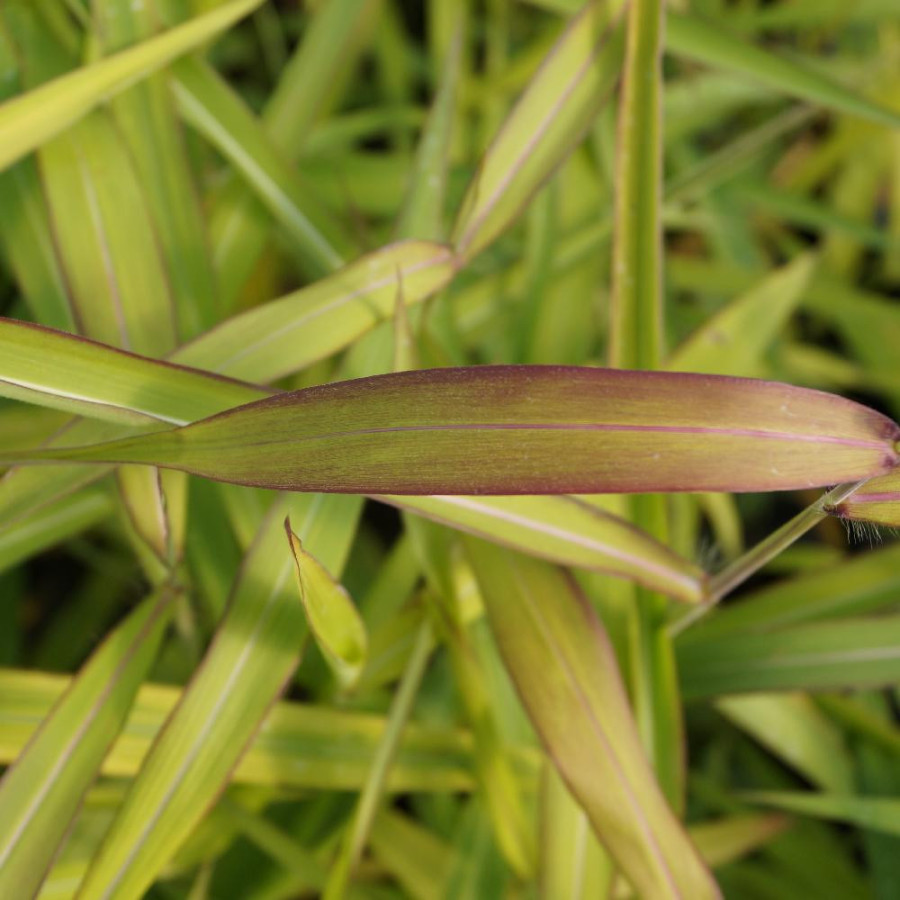 Plantes Vivaces SPODIOPOGON sibiricus 'West Lake' en vente - Pépinière Lepage .