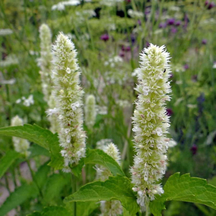 Plantes Vivaces AGASTACHE rugosa f. albiflora - Agastache en vente - Pépinière Lepage .