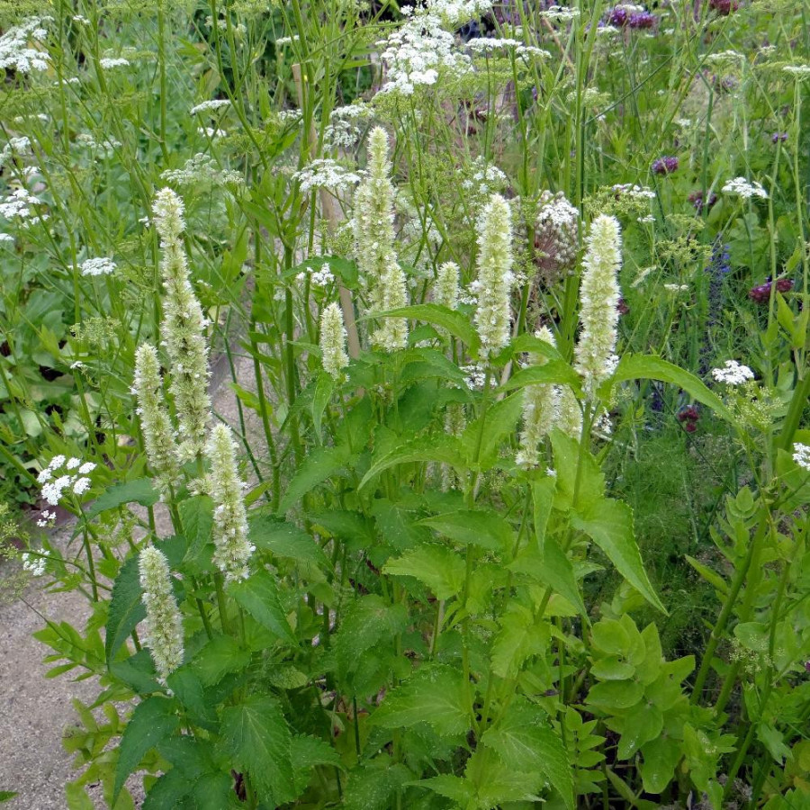 Plantes Vivaces AGASTACHE rugosa f. albiflora - Agastache en vente - Pépinière Lepage .
