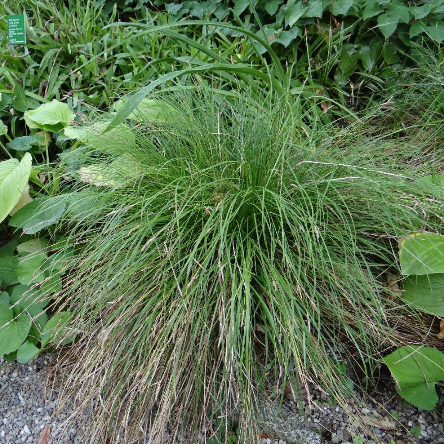 Plantes Vivaces CAREX umbrosa - Laîche des ombrages en vente - Pépinière Lepage .