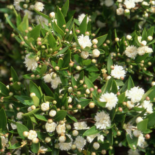 Plantes Vivaces MYRTUS communis 'Flore Pleno' - Myrte en vente - Pépinière Lepage .