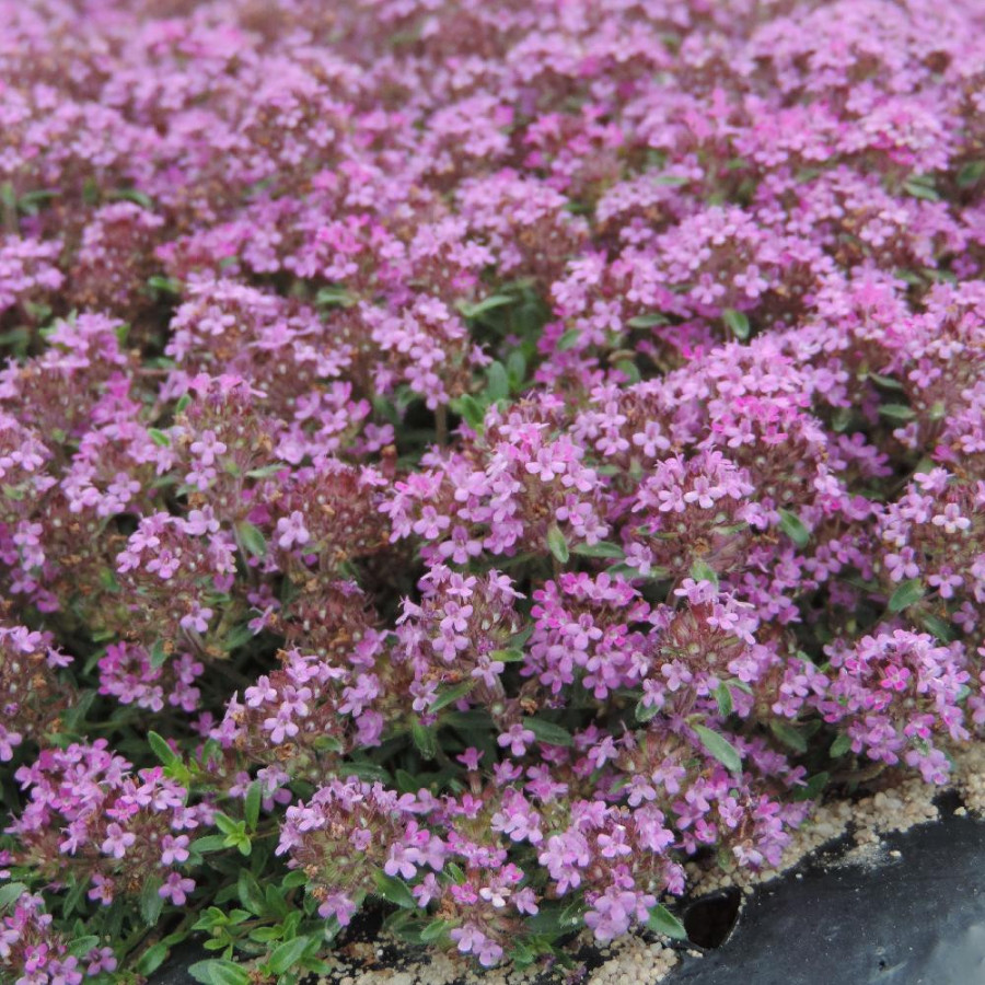 Plantes Vivaces THYMUS praecox 'Coccineus' - Thym en vente - Thym serpolet en vente - Pépinière Lepage .