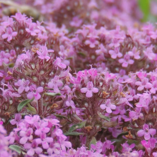 Plantes Vivaces THYMUS praecox 'Coccineus' - Thym en vente - Thym serpolet en vente - Pépinière Lepage .