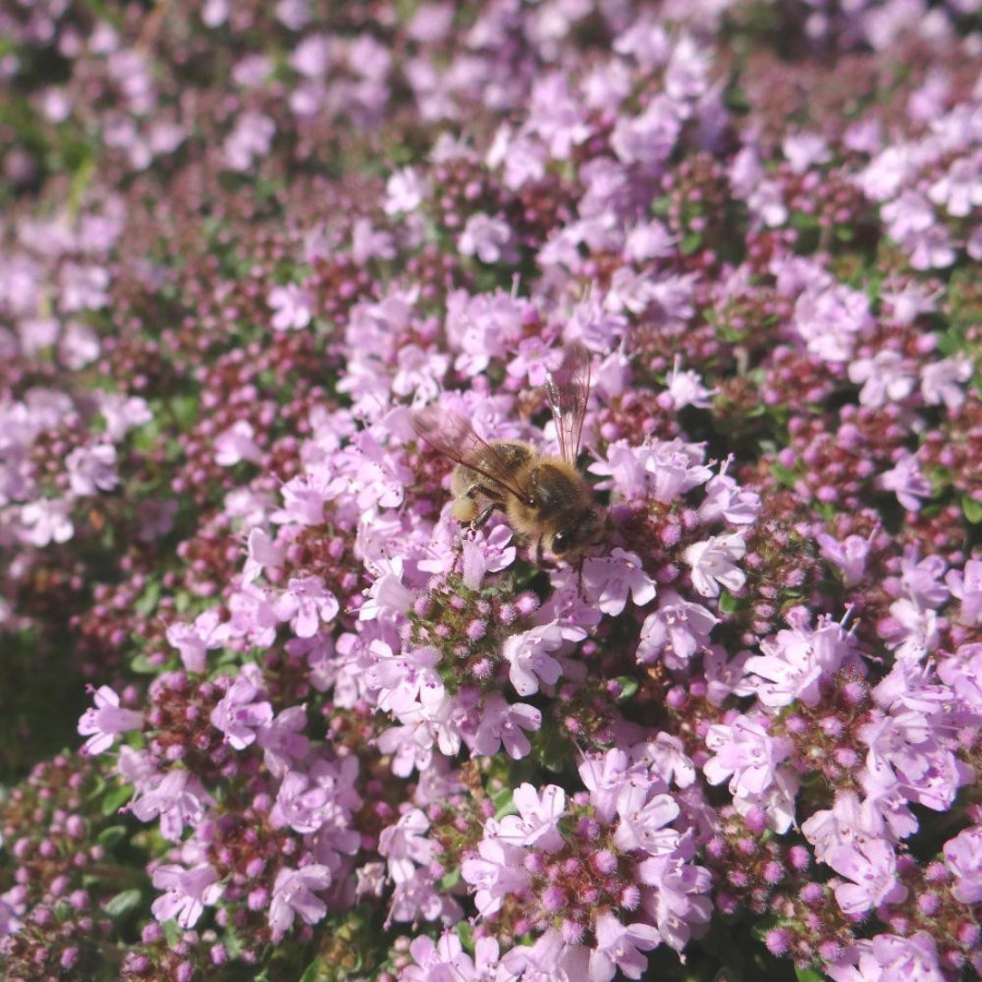 Plantes Vivaces THYMUS praecox 'Minor' - Thym en vente - Pépinière Lepage .