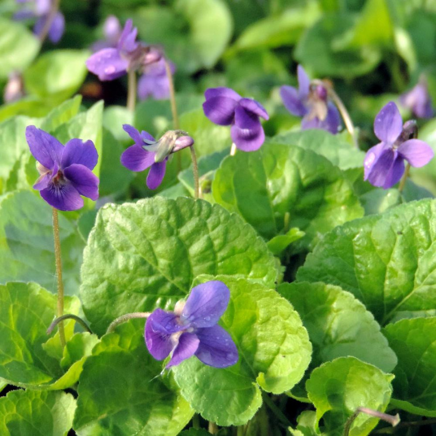 VIOLA odorata 'Königin Charlotte'