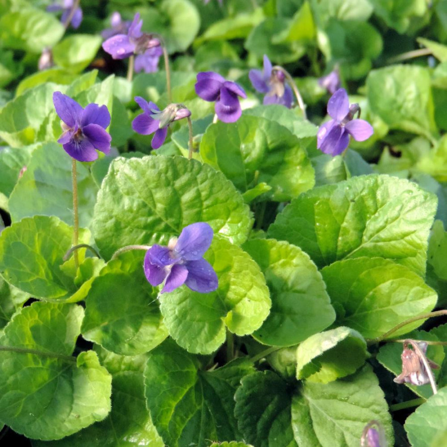 VIOLA odorata 'Königin Charlotte'